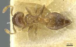 صورة Crematogaster crinosa Mayr 1862