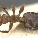 Слика од Crematogaster cristata Santschi 1929