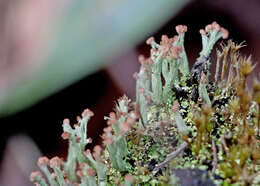 Image of cup lichen