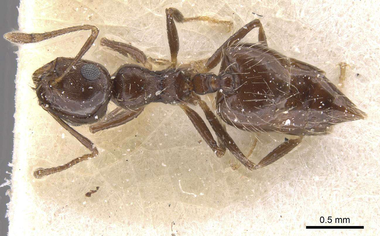 Image of Crematogaster dorsidens Santschi 1925