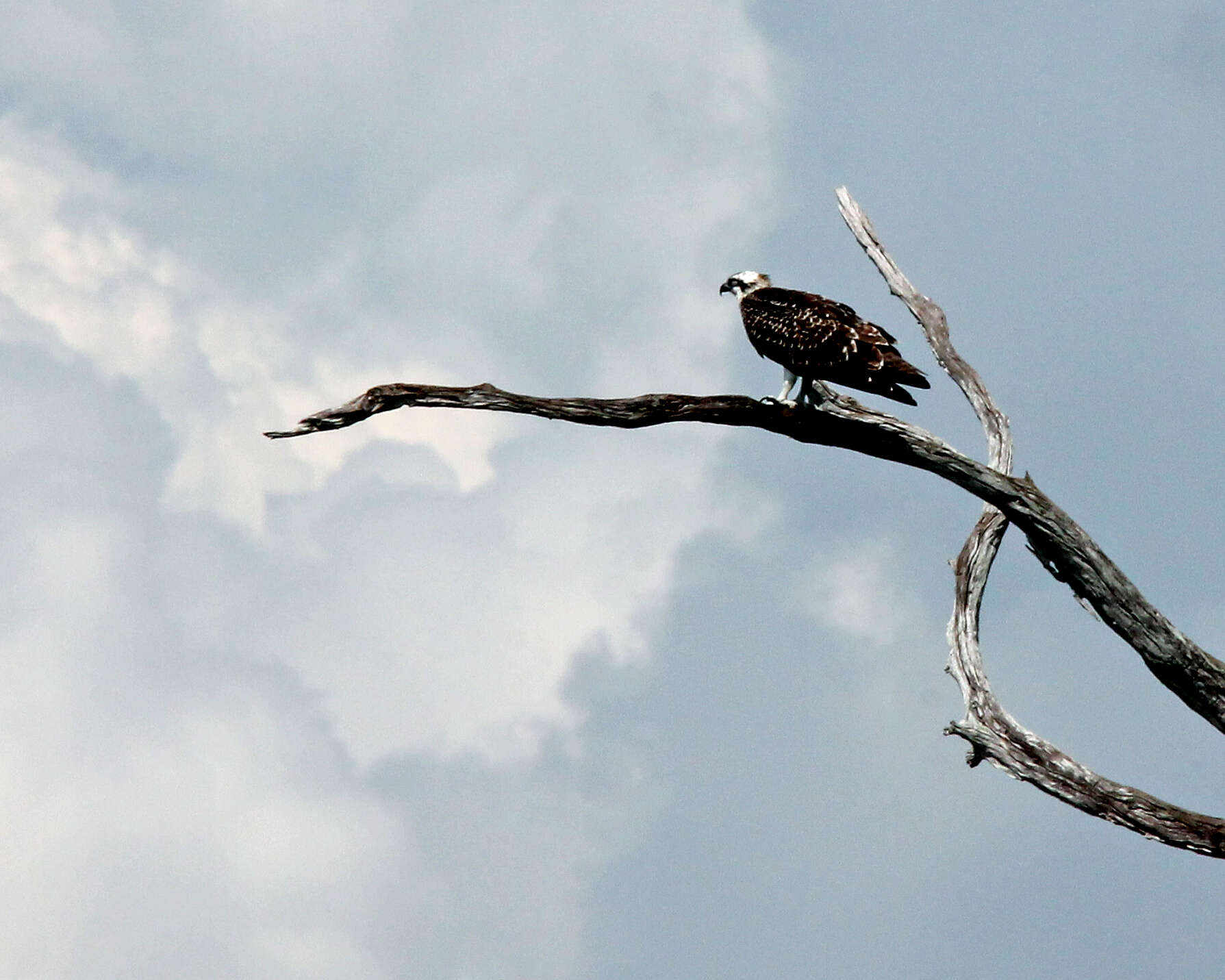 Image of ospreys