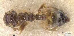 Image of Crematogaster gratiosa Santschi 1926