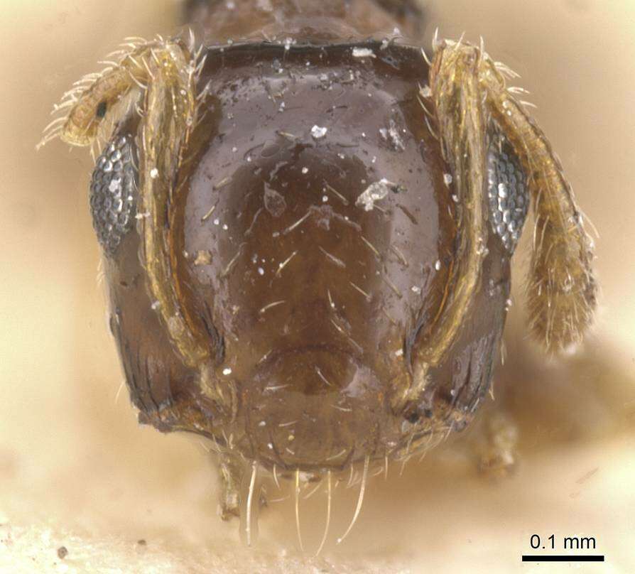 Image of Crematogaster gratiosa Santschi 1926