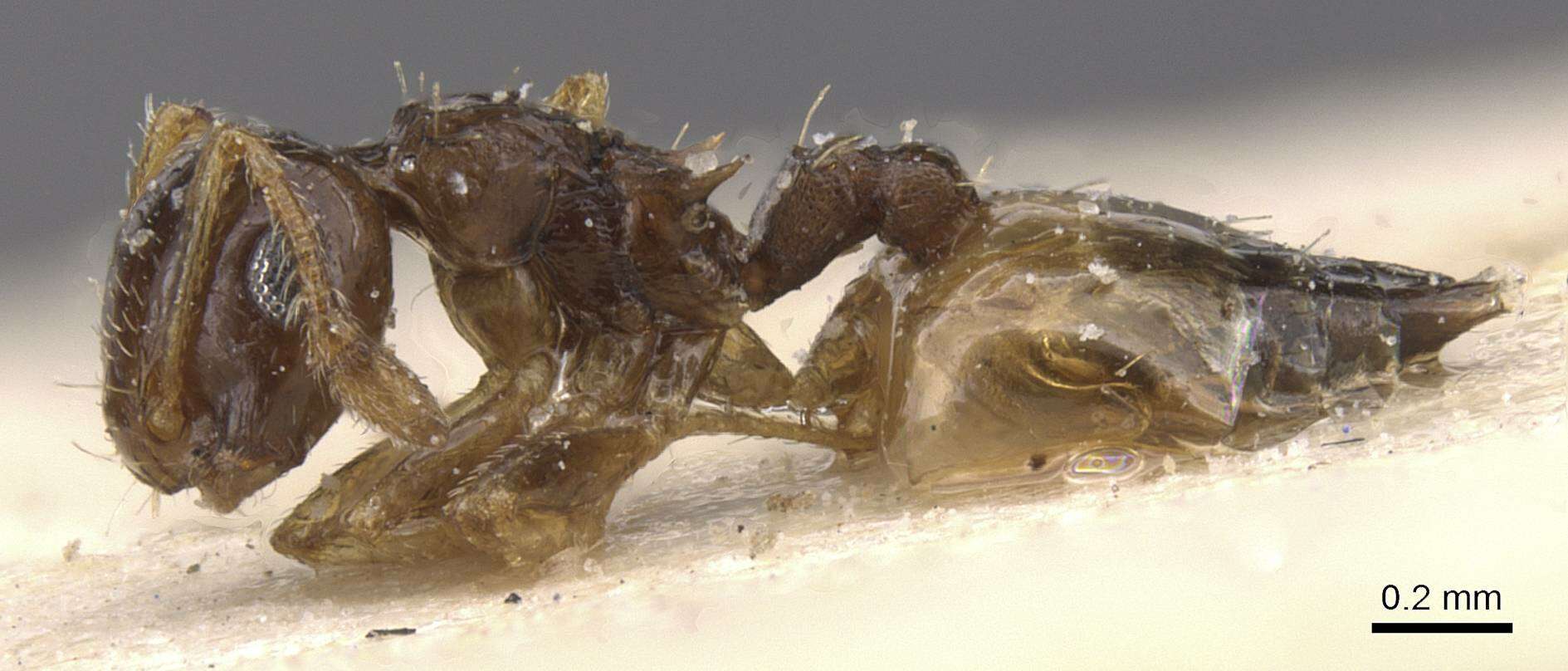 Image of Crematogaster gratiosa Santschi 1926