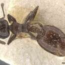 Image of Crematogaster jeanneli Santschi 1914