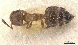 Crematogaster abstinens Forel 1899 resmi