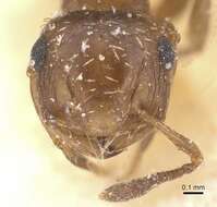 Crematogaster abstinens Forel 1899 resmi