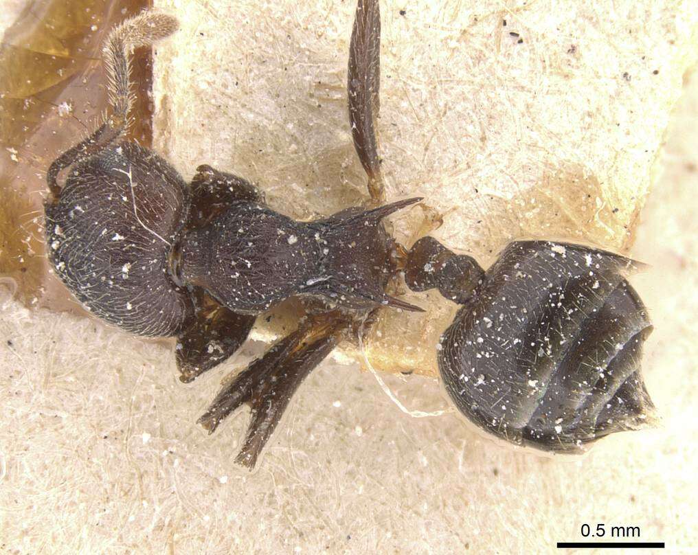 Image of Crematogaster modiglianii Emery 1900