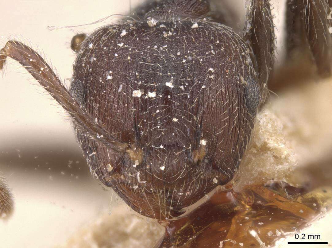 Image of Crematogaster modiglianii Emery 1900