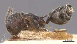 Image of Crematogaster modiglianii Emery 1900