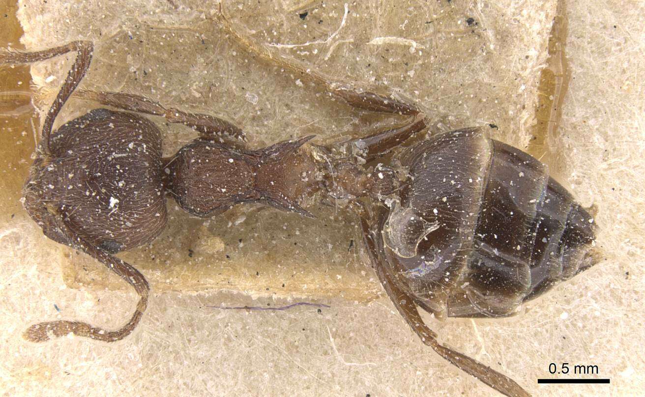 Слика од Crematogaster modiglianii Emery 1900