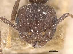 Слика од Crematogaster modiglianii Emery 1900