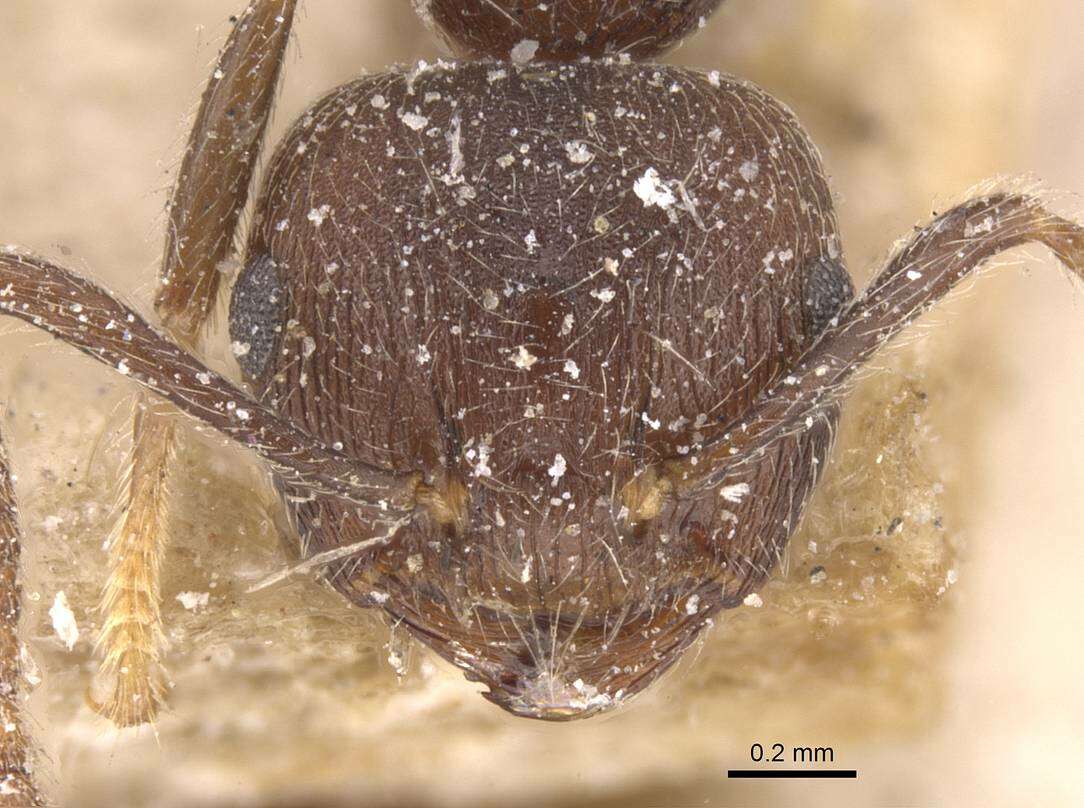 Image of Crematogaster modiglianii Emery 1900