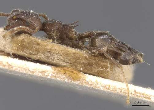 Слика од Crematogaster modiglianii Emery 1900