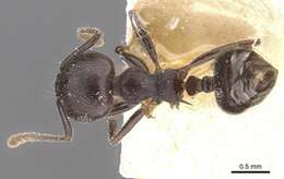 Image of Crematogaster modiglianii Emery 1900