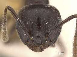 Слика од Crematogaster modiglianii Emery 1900