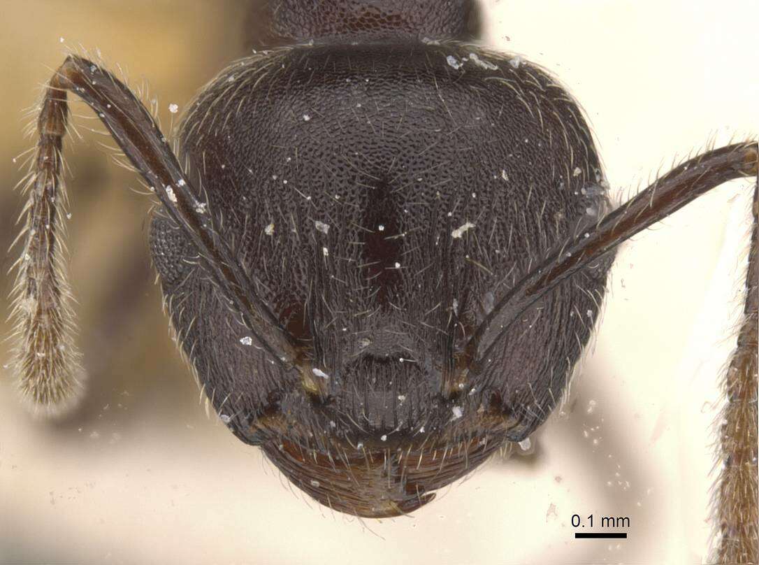 Image of Crematogaster modiglianii Emery 1900