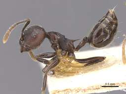 Image of Crematogaster modiglianii Emery 1900