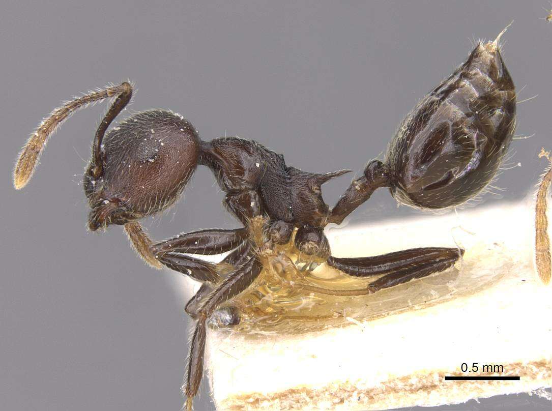 Слика од Crematogaster modiglianii Emery 1900