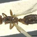 Слика од Crematogaster angusticeps Santschi 1911