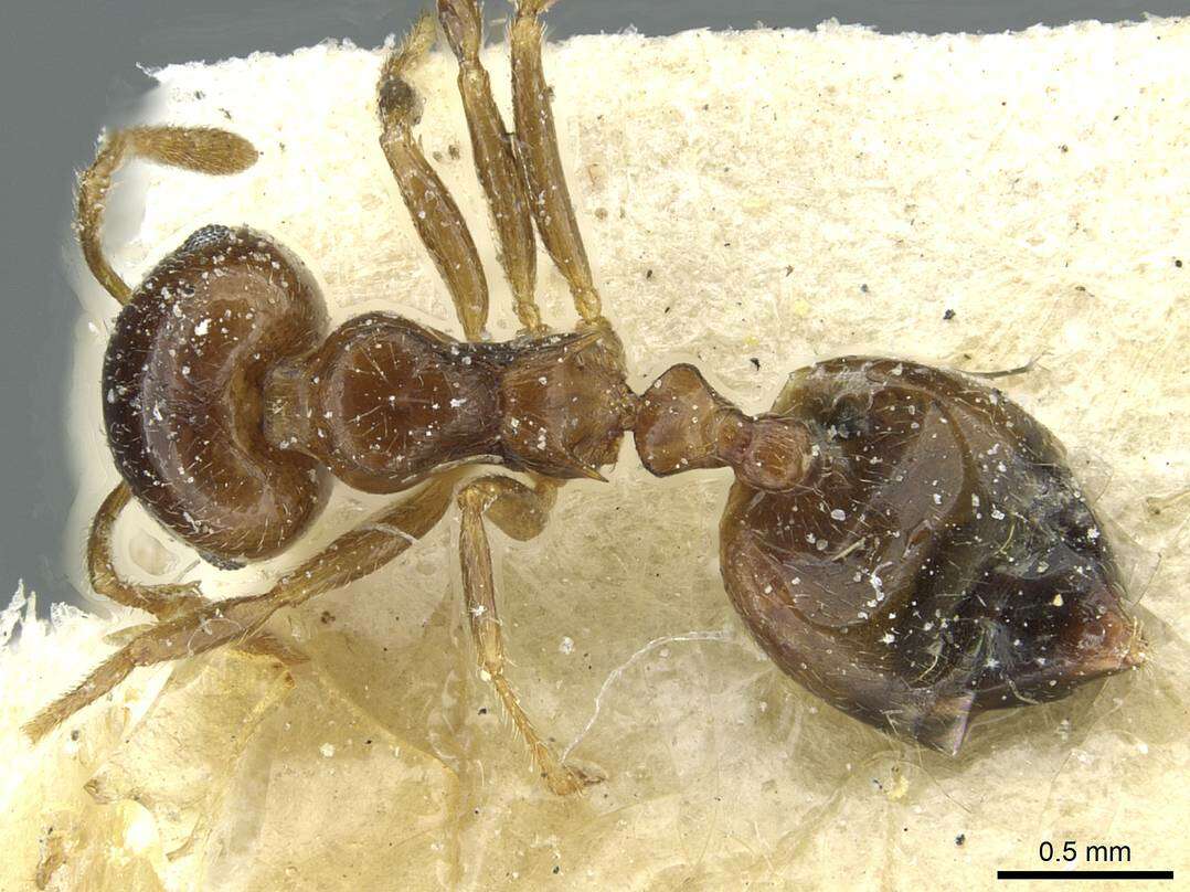 Crematogaster juventa Santschi 1926 resmi