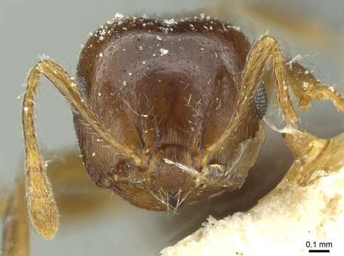 Crematogaster juventa Santschi 1926 resmi