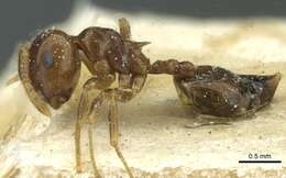 Crematogaster juventa Santschi 1926 resmi