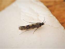 Image of Salt and Pepper Microcaddis