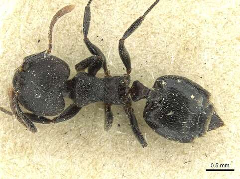 Image of Crematogaster phoenix Santschi 1921