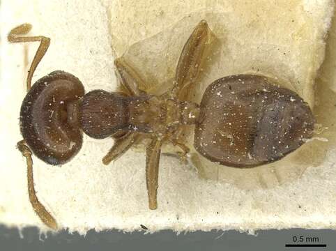 Image of Crematogaster rugosior Santschi 1910