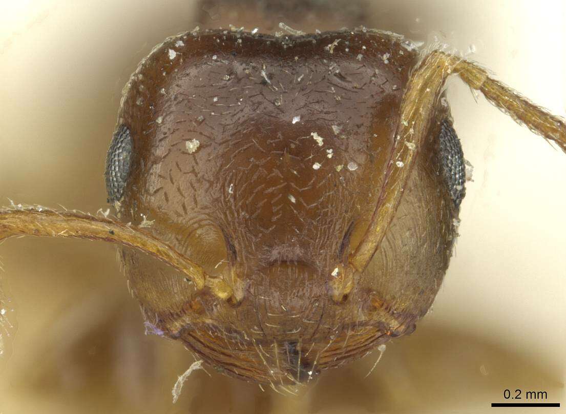 Image of Crematogaster rugosior Santschi 1910