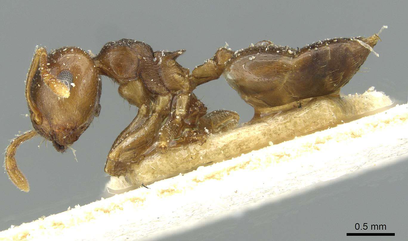 Image of Crematogaster rugosior Santschi 1910