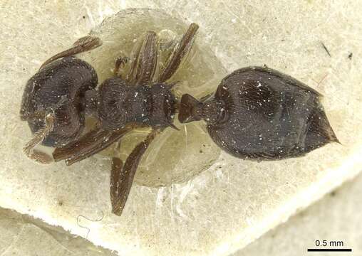 Image of Crematogaster rustica Santschi 1935