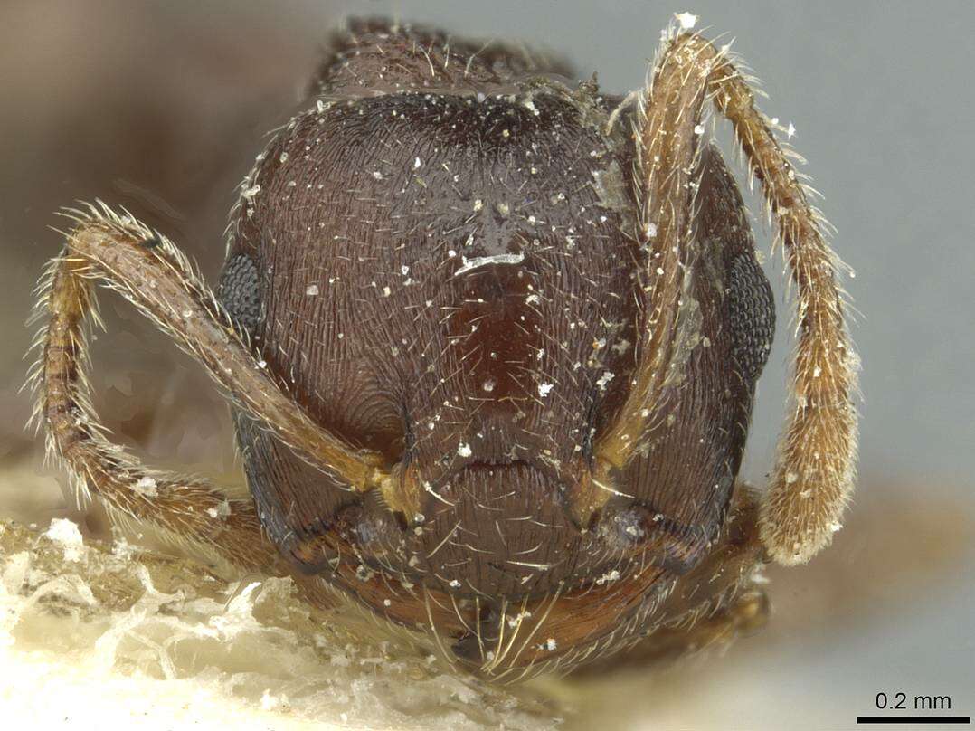 Image of Crematogaster rustica Santschi 1935