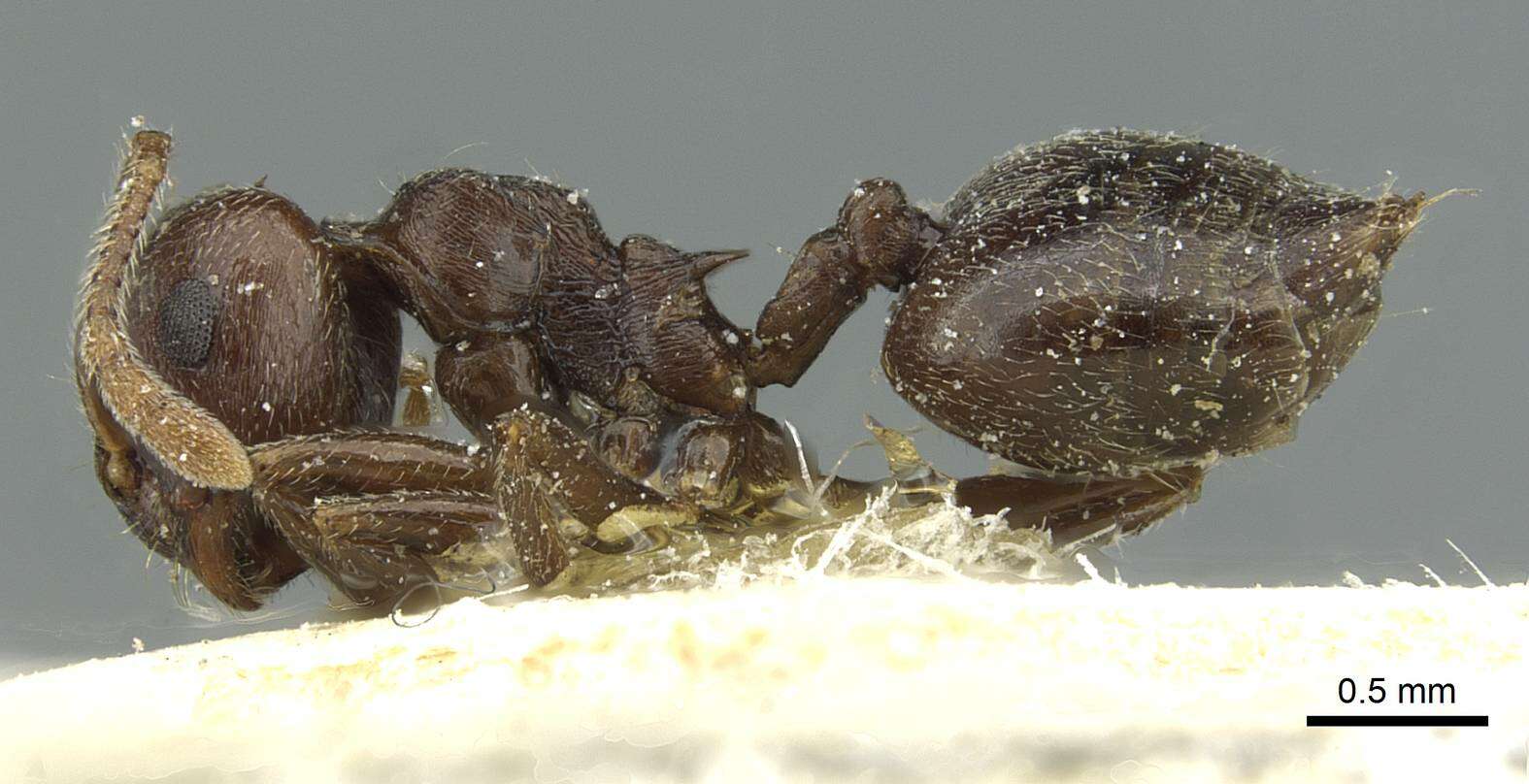 Image of Crematogaster rustica Santschi 1935