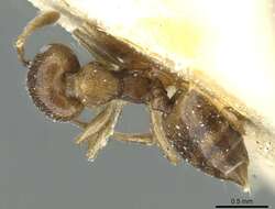 Crematogaster wilwerthi Santschi 1910 resmi