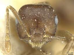 Crematogaster wilwerthi Santschi 1910 resmi