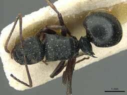 Image de Polyrhachis limitis Santschi 1939