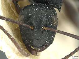 Image de Polyrhachis limitis Santschi 1939