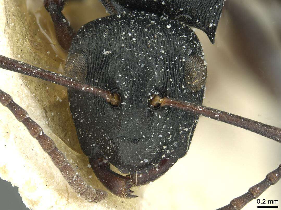 Image de Polyrhachis limitis Santschi 1939