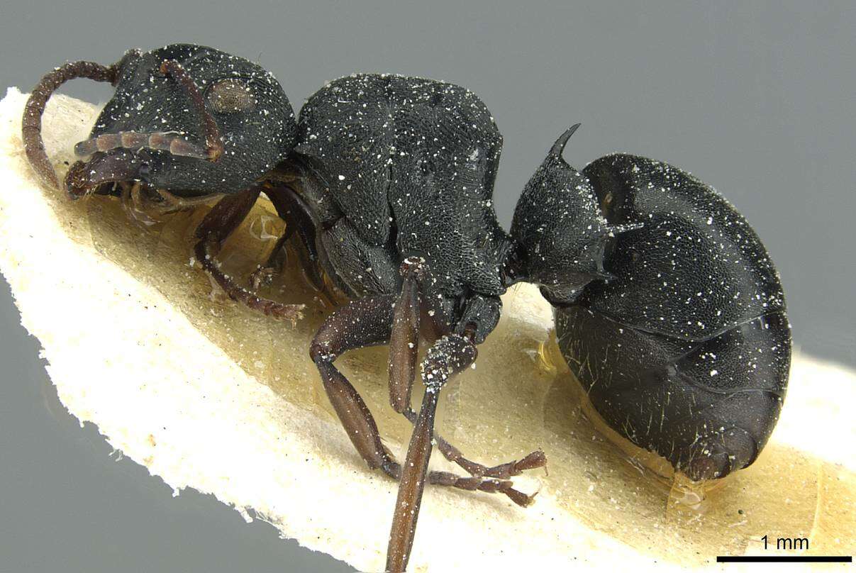 Image de Polyrhachis limitis Santschi 1939