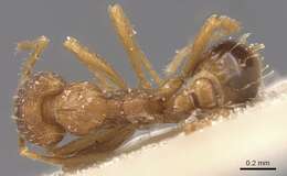 Image of Strumigenys ludovici