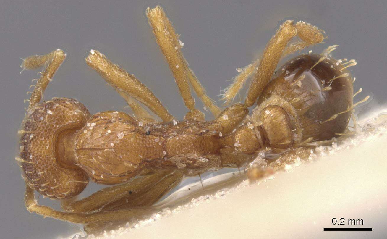 Image of Strumigenys ludovici