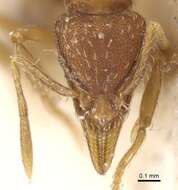 Image of Strumigenys ludovici