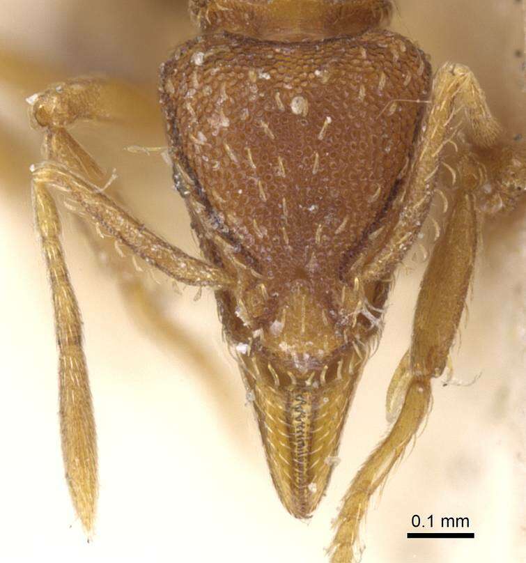 Image of Strumigenys ludovici