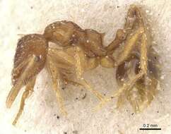 Image of Strumigenys ludovici