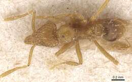 Image of Strumigenys ludovici