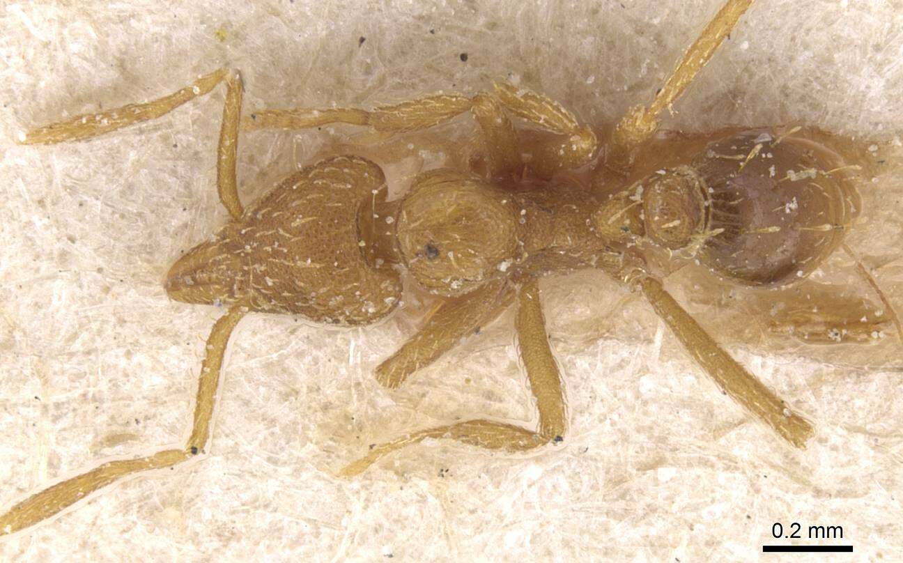 Image of Strumigenys ludovici