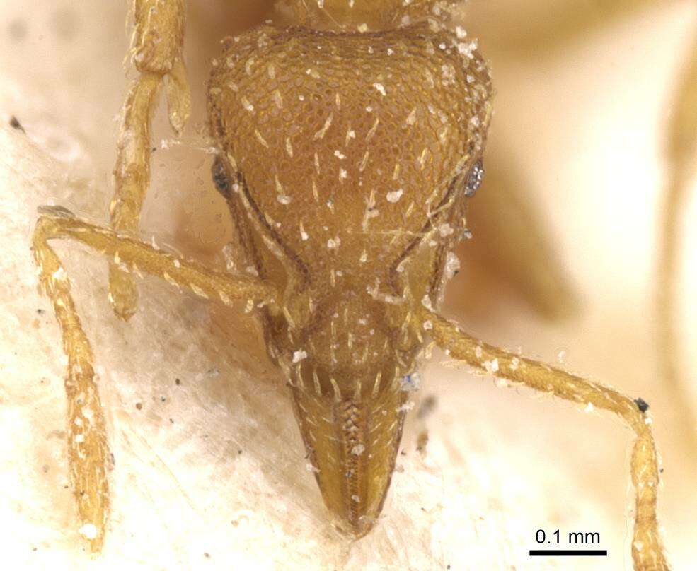 Image of Strumigenys ludovici