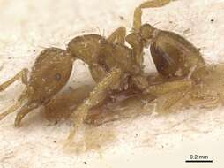 Image of Strumigenys ludovici